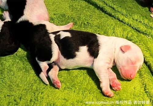 Đất nước chó… đẻ nhiều, Phi thường - kỳ quặc, 