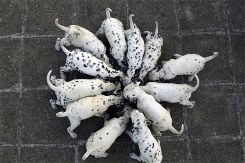 Đất nước chó… đẻ nhiều, Phi thường - kỳ quặc, 