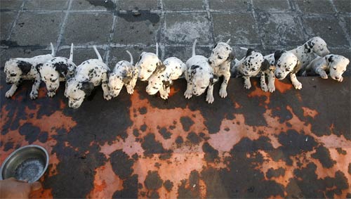 Đất nước chó… đẻ nhiều, Phi thường - kỳ quặc, 