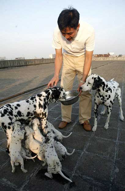 Đất nước chó… đẻ nhiều, Phi thường - kỳ quặc, 