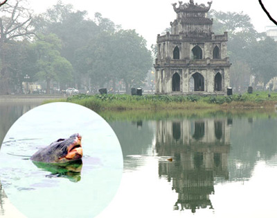 Tính mạng cụ rùa đang có vấn đề?, Tin tức trong ngày, 