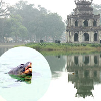 Tính mạng cụ rùa đang có vấn đề?