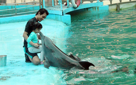 Tin tức trong ngày - Ngắm 2 mẹ con “diễn viên múa” cá heo mến khách