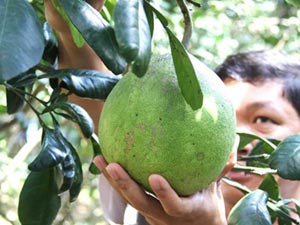 Thị trường - Tiêu dùng - Bưởi năm roi 500.000 đồng/trái vẫn không đủ bán