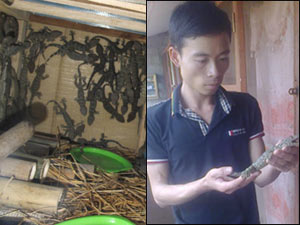 Bạn trẻ - Cuộc sống - Nuôi tắc kè làm giàu trên vùng đất khó