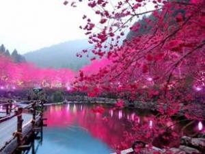 Du lịch - Du xuân xứ Đài ngắm hoa anh đào