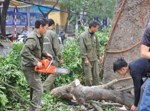 Tin tức Việt Nam - HN: Chặt hạ hàng loạt cây xanh trước cổng ĐH Giao thông Vận tải