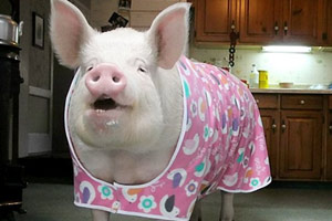 “Chú lợn khổng lồ“ có hơn 200.000 fan trên Facebook