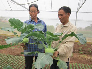 Thị trường - Tiêu dùng - "Lão khùng" trồng rau trái vụ, thu trăm triệu