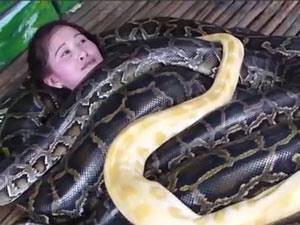 Phi thường - kỳ quặc - Clip rùng mình mát-xa bằng trăn "khủng"