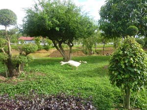 Tài chính - Bất động sản - Trang trại triệu đô đẹp như công viên của người Việt