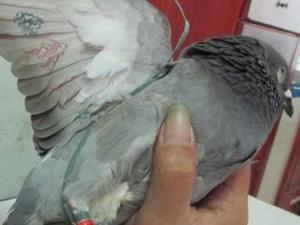 Tin tức trong ngày - Kết luận chính thức về chim bồ câu mang ký tự ‘lạ’