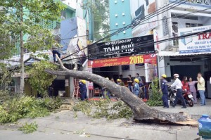 Tin tức trong ngày - Nhánh cây dầu cổ thụ rơi, cụ bà 81 tuổi bị thương