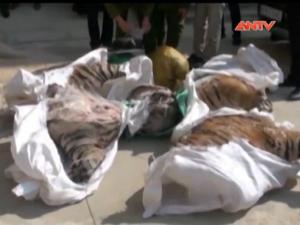 Thị trường - Tiêu dùng - Bắt xe tải giấu hổ đông lạnh trong mùn cưa