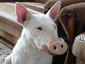 Phiếm đàm “giả cầy giả lợn“