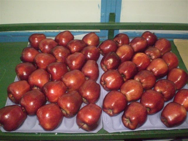 Sức khỏe đời sống - Bộ Y tế chưa cấp phép lưu hành táo Mỹ qua chế biến nhiễm khuẩn