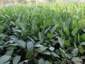 Thị trường - Tiêu dùng - Về làng trồng lá dong lớn nhất Hà Nội