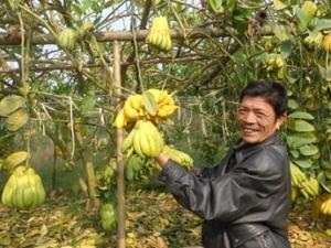 Thị trường - Tiêu dùng - Tiết lộ bí quyết thu tiền tỷ của ông chủ vườn phật thủ 1000 gốc