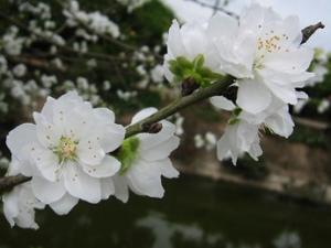 Tin tức trong ngày - Đã “thuần phục” được loài hoa "đỏng đảnh" bạch đào