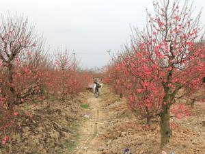 Thị trường - Tiêu dùng - Cúc, đào nở sớm, giá hoa tươi Tết sẽ tăng