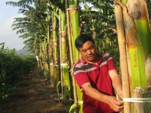 Tài chính - Bất động sản - Ông chủ vườn chuối "làm chơi" mà tậu xe hơi