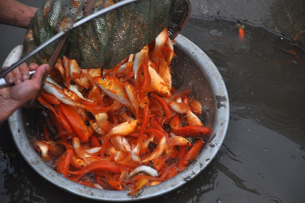 Thị trường - Tiêu dùng - Xem kéo lưới thu hoạch cá chép đỏ tiễn ông Công, ông Táo