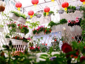 Bạn trẻ - Cuộc sống - Vườn hoa xuân tuyệt đẹp trên ban công 15m vuông