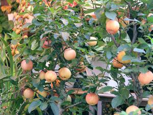 Tin tức trong ngày - Táo cảnh độc lạ hút khách dịp Tết