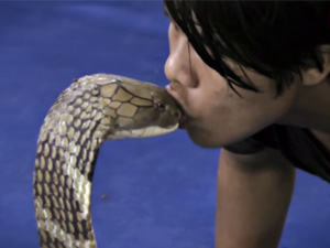 Phi thường - kỳ quặc - Video: "Đứng tim" xem chàng trai trêu chọc rắn cực độc