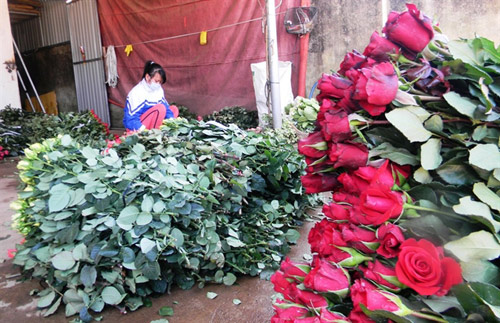 Tin tức trong ngày - Hoa hồng Đà Lạt tăng giá gấp 5 lần trước Valentine