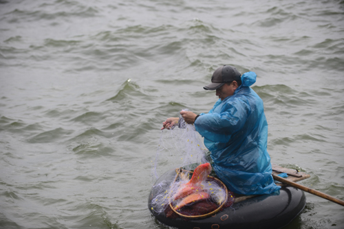 Tin tức trong ngày - Cá chép bị tóm gọn sau khi được tiễn lên trời