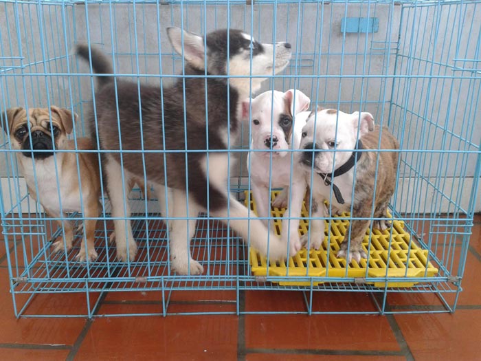 Thị trường - Tiêu dùng - Chi tiền triệu cho thú cưng... nghỉ Tết