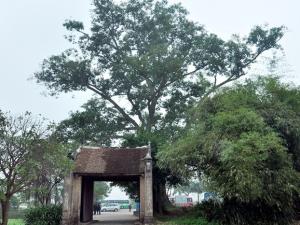 Du lịch - Về làng cổ Đường Lâm ngày cuối năm