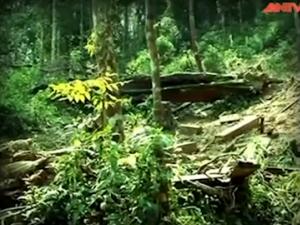 Pháp luật - Hành trình phá án: "Nước mắt" của rừng