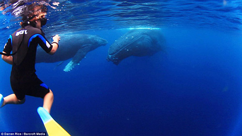 Bạn trẻ - Cuộc sống - Tình bạn tuyệt vời của những đứa trẻ và cá voi