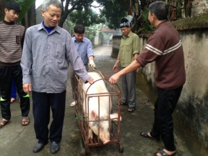 Tin tức trong ngày - Chùm ảnh: Xem “đụng lợn” ngày Tết ở làng quê