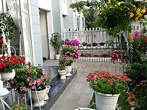 Bạn trẻ - Cuộc sống - Ngắm vườn hoa tuyệt đẹp của nữ giảng viên ở TPHCM