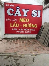 Tin tức trong ngày - Lạ lùng tục ăn thịt mèo đầu năm