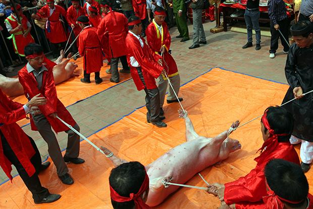 Báo quốc tế nói gì về lễ hội chém lợn của Việt Nam?