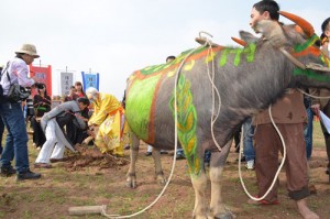 Tin tức Việt Nam - &quot;Vua&quot; giật mình vì bị gãy cán cày giữa ruộng