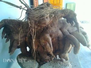 Thị trường - Tiêu dùng - Đào được củ khoai vạc nửa tạ trong vườn