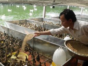 Thị trường - Tiêu dùng - “Vua” vịt trời và "siêu dự án" nuôi vịt bằng thảo dược
