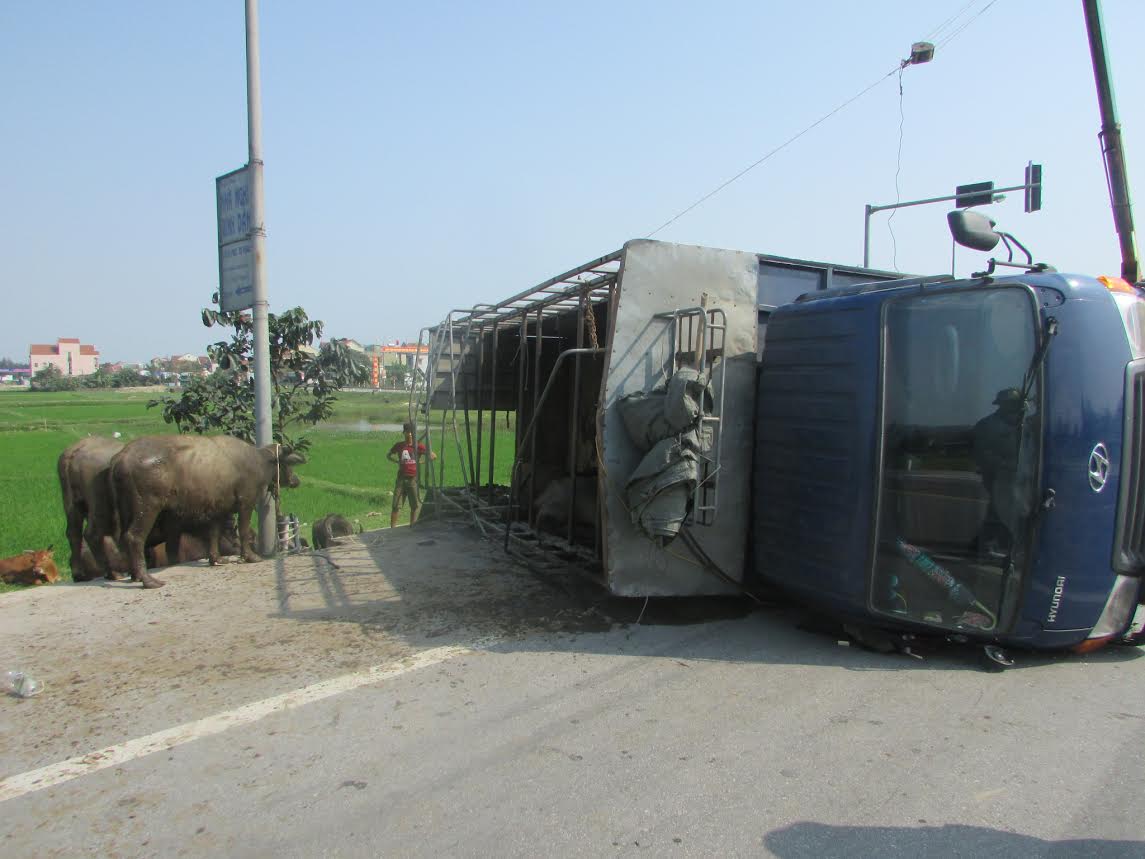 Tin tức trong ngày - Xe chở bị lật, trâu, bò chạy tán loạn trên đường