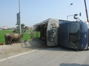 Tin tức trong ngày - Xe chở bị lật, trâu, bò chạy tán loạn trên đường