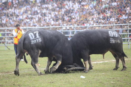 Tin tức trong ngày - Ảnh: Toàn cảnh vòng chung kết “ngưu ông tranh hùng“