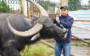 Tin tức trong ngày - Công phu nghề săn “chiến binh hai sừng”