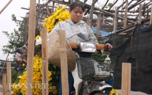 Thị trường - Tiêu dùng - 200 đồng một bông cúc: Nông dân Tây Tựu lại bán giá lỗ