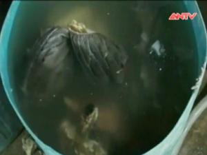 Thị trường - Tiêu dùng - Rùng mình nội tạng trâu, bò “ngậm” hóa chất