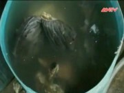 Thị trường - Tiêu dùng - Rùng mình nội tạng trâu, bò “ngậm” hóa chất