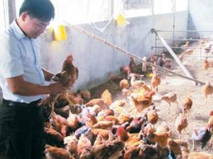 Tài chính - Bất động sản - Kỹ sư trẻ bỏ lương chục triệu về quê nuôi gà